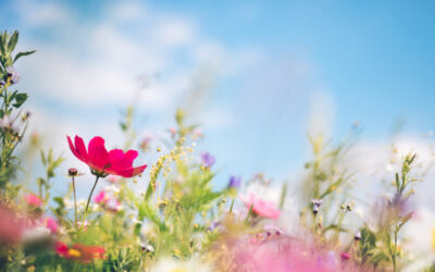 Geen training op dinsdag 20 en donderdag 22 februari